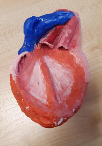 Lekcja biologii w klasie 7